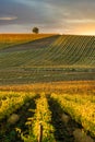 Chianti region, cypress trees and vineyards, autumn landscape,Tuscany Royalty Free Stock Photo