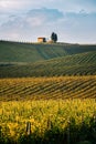 Chianti region, cypress trees and vineyards, autumn landscape,Tuscany Royalty Free Stock Photo