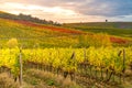 Chianti Region, Tuscany, Italy. Vineyards in autumn Royalty Free Stock Photo