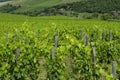 Chianti Tuscan vineyards in July