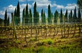 Chianti Vines in Rural Tuscany