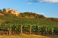 Chianti vineyard. Royalty Free Stock Photo