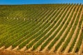 Chianti vineyard Tuscany landscape Italy landmark Royalty Free Stock Photo