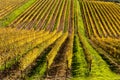 Chianti wine region vineyards, Tuscany Royalty Free Stock Photo