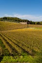 Chianti wine region vineyards, Tuscany Royalty Free Stock Photo