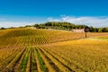 Chianti wine region vineyards, Tuscany Royalty Free Stock Photo