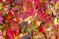 Colorful leaf wall - autumn leaves in the sun Royalty Free Stock Photo
