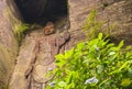 Low angle on the hyaku-shaku kannon buddha of Mount Nokogiri with a purple hydrangeas flower.