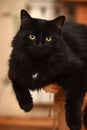 Chic black fluffy cat