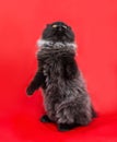 Chic black with gray kitten with fluffy long hair Royalty Free Stock Photo
