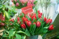 Chic bouquet of red tulips with the inscription congratulations . Greeting card , Hello Spring and Woman day