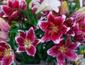 Chic bouquets of colorful lilies sold on the market