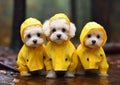 Chic Canines: A Trio of Adorable Dogs in Stylish Yellow Raincoat