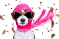 Chic diva dog in autumn or fall windy Royalty Free Stock Photo