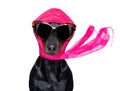 Diva chic dog Royalty Free Stock Photo