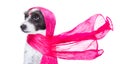 India diva chic dog Royalty Free Stock Photo