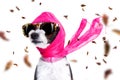 Chic diva dog in autumn or fall windy Royalty Free Stock Photo