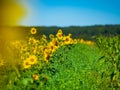 A chic field of sunflowers in the bright sun. Three colors Royalty Free Stock Photo