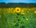 A chic field of sunflowers in the bright sun. Three colors Royalty Free Stock Photo