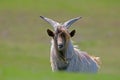 A chic home goat with big horns stands on the grass