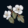 Chic Illustrations: Four White Flowers Logo On Black Background