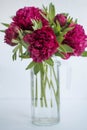 Chic pions for mother `s day, photo opening with flowers, fuxia flowers pions, flowers for women, flowers for mother, women `s day