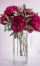 Chic pions for mother `s day, photo opening with flowers, fuxia flowers pions, flowers for women, flowers for mother, women `s day