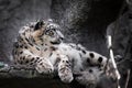 Chic pose domineering look. Powerful  predatory cat snow leopard sits on a rock close-up Royalty Free Stock Photo