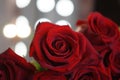 chic rich dark red bouquet of rose flower macro Royalty Free Stock Photo