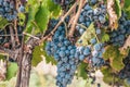 Chic ripe juicy large grapes in a vineyard in Provence