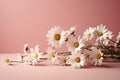 Chic simplicity daisy chamomiles on a soft pink background