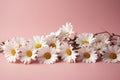 Chic simplicity daisy chamomiles on a soft pink background Royalty Free Stock Photo