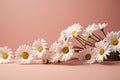 Chic simplicity daisy chamomiles on a soft pink background Royalty Free Stock Photo