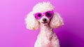 Stylish poodle in pink sunglasses posing. Cute and fashionable dog concept. Pet with attitude for fun projects