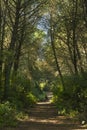 camino transcurre entre arboles en un bosque de pinos