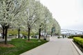 CHICAGO, IL - MAY 5, 2011 - Trees in full blossom during spring season in Millennium Park, with partial view of Jay Pritzker Pavil Royalty Free Stock Photo