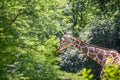 Giraffe at Chicago Brookfield Zoo