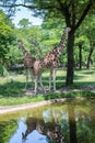 Two giraffes at Chicago Brookfield Zoo