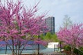 CHICAGO, ILLINOIS, UNITED STATES - May 11, 2018: Pink flowering cherry trees and cherry blossoms at Millennium Park in Royalty Free Stock Photo