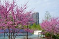 CHICAGO, ILLINOIS, UNITED STATES - May 11, 2018: Pink flowering cherry trees and cherry blossoms at Millennium Park in Royalty Free Stock Photo