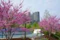 CHICAGO, ILLINOIS, UNITED STATES - May 11, 2018: Pink flowering cherry trees and cherry blossoms at Millennium Park in Royalty Free Stock Photo