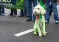 Chicago Saint Patrick parade