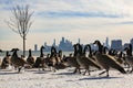 Chicago Skyline View with Geese from Montrose Harbor