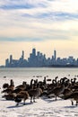 Chicago Skyline View with Geese from Montrose Harbor