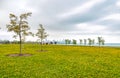 Chicago south lake shore, spring landscape of green field with yellow flowers, and trees. Royalty Free Stock Photo