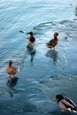 Chicago Winter Scene Ducks at Montrose Harbor