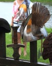 Chichak helmet with wings closeup