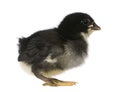 Chick, 1 week old, standing Royalty Free Stock Photo