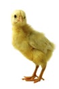 Chick