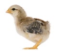 Chick, 15 days old, standing Royalty Free Stock Photo